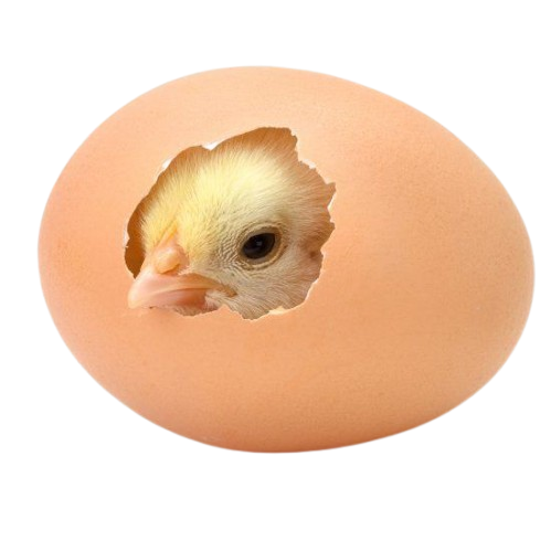 egg bg