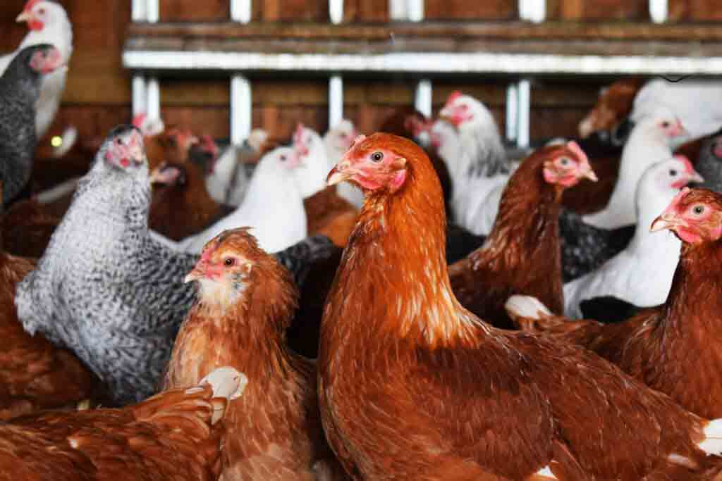 IMG 4988 2048x1365 Jpg 1024x683 1