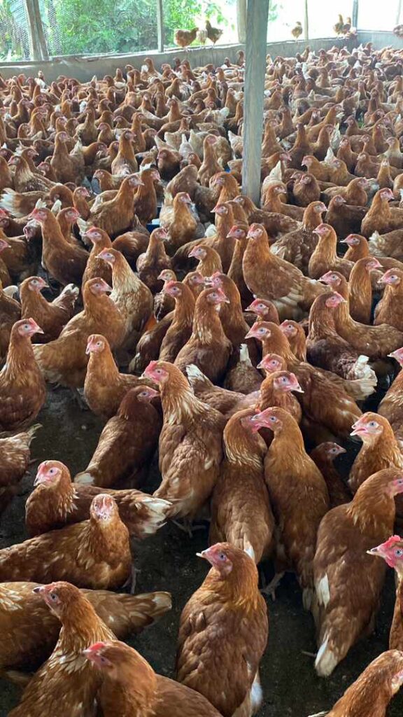 whatsapp image 2025 12 01 at 10.44.06 am