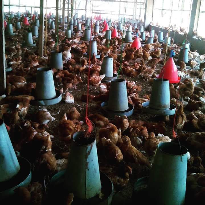 whatsapp image 2025 12 18 at 8.50.55 am (1)